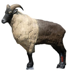 Himálajská koza ležící